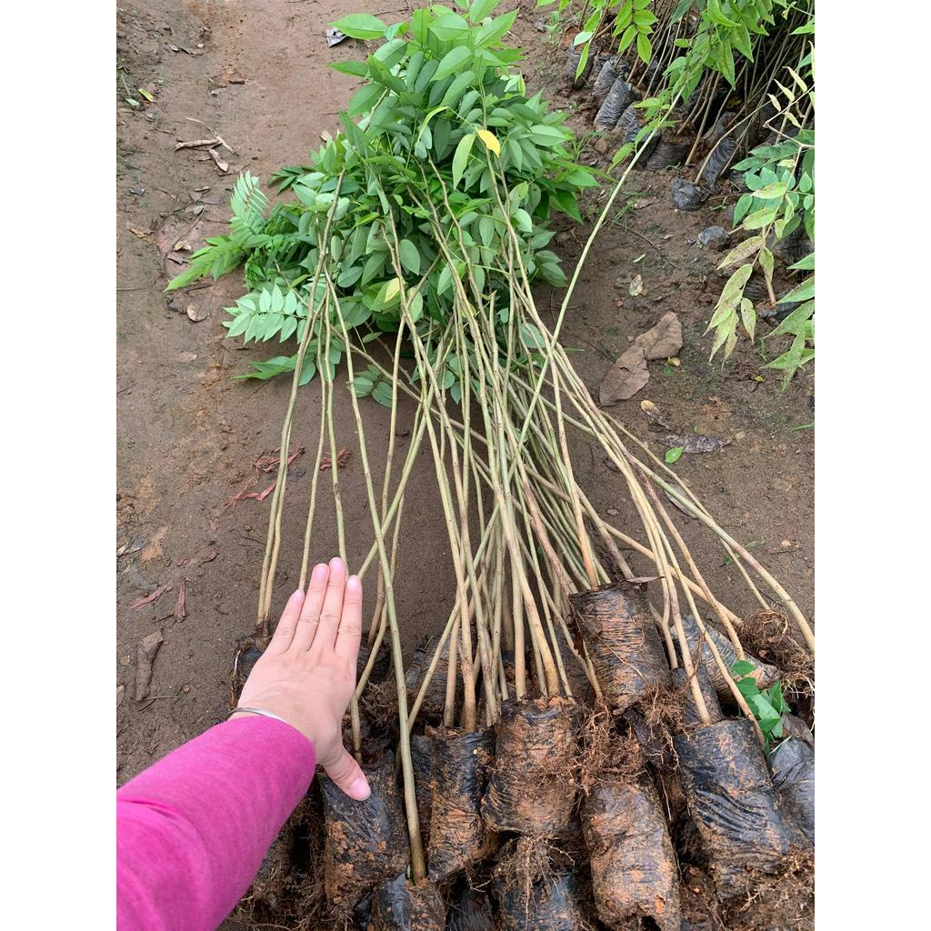 combo 5 cây  giống sưa đỏ cao 80cm