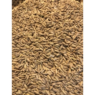 Lúa Tròn Cho Gà 1kg