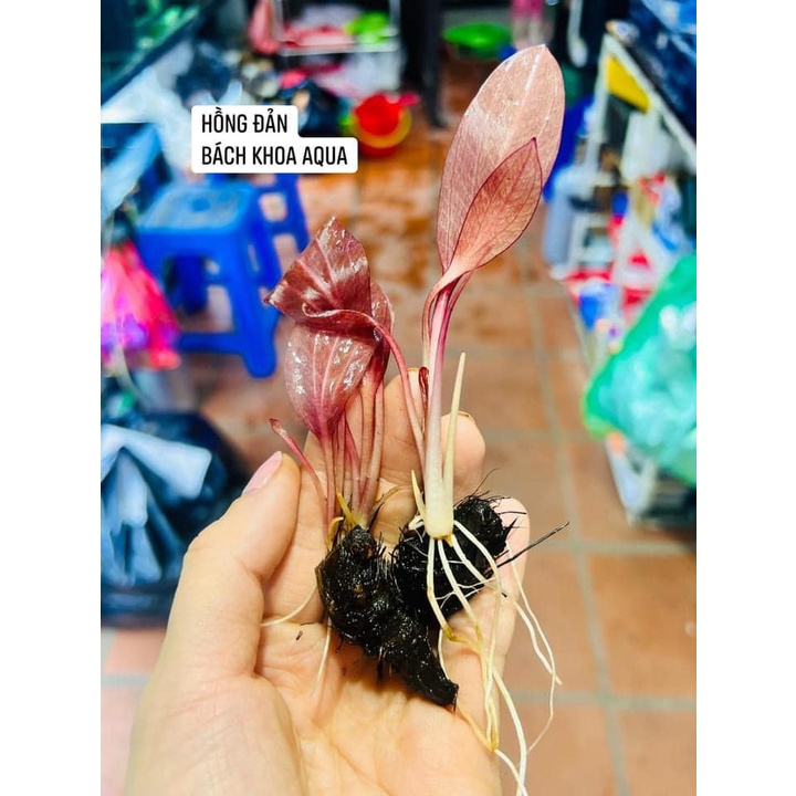 Cây thủy sinh - Hồng Đản