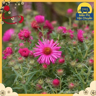 Hạt Giống Hoa Thạch Thảo Mix