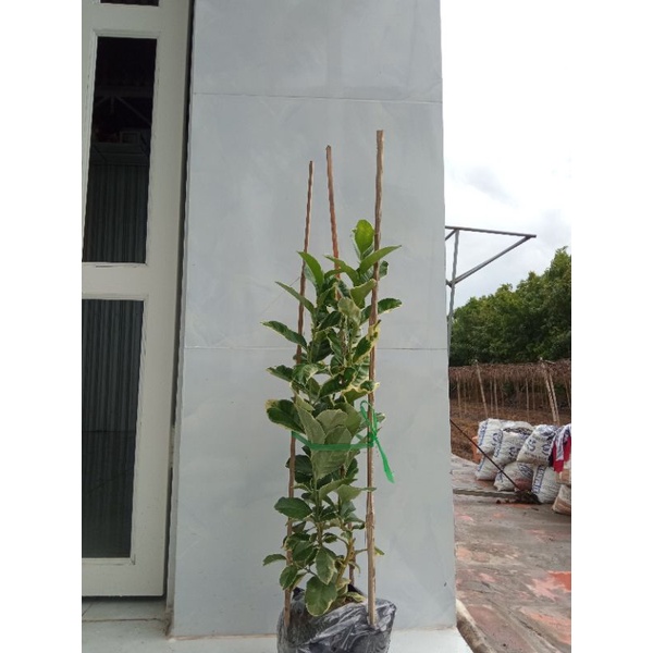 Cây Chanh CẩmThạch- tặng kèm phân bón