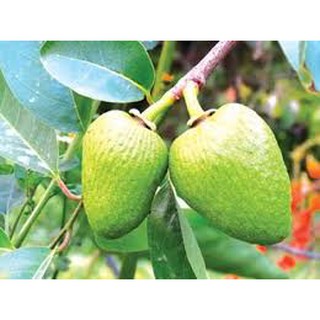 Trái bình bát xanh (1kg) - ship hàng nhanh toàn quốc 24/24