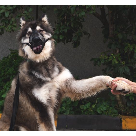 YOUNICE Rọ mõm lưới huấn luyện cắn phá, sủa