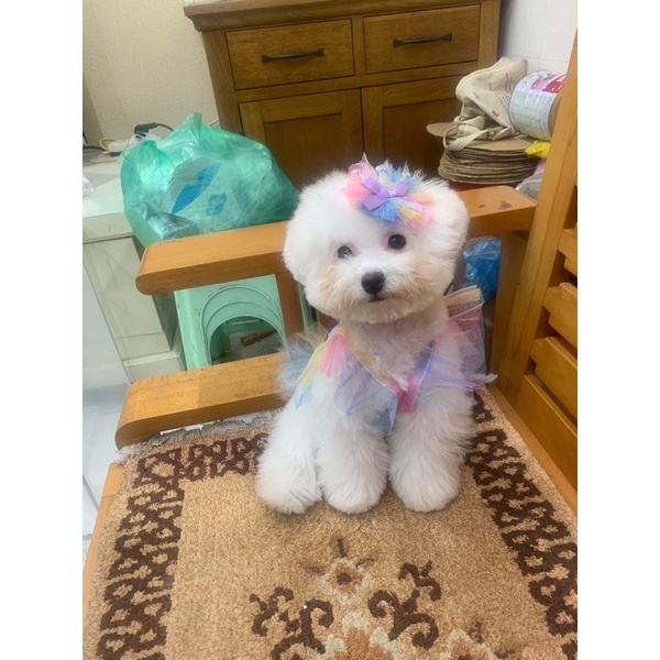 áo ren cầu vồng cho thú cưng ( tặng kèm kẹp cầu vồng )