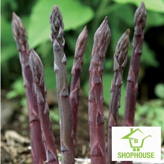 shophouse 50 hạt giống măng tây tím f1  SHOP HOUSE  TẾT KHUYẾN MẠI