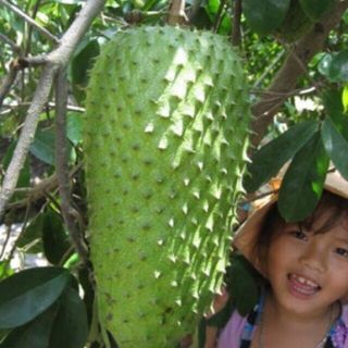 GIỐNG MÃNG CẦU XIÊM THÁI LAN.