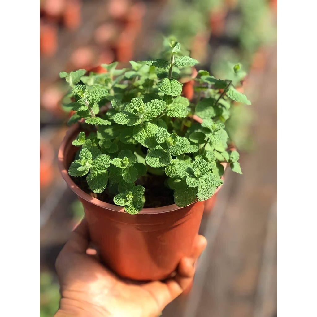 Cây gia vị | Cây bạc hà táo | Apple mint