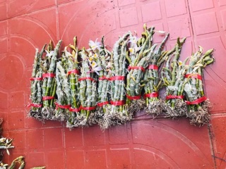 Long tu xuân