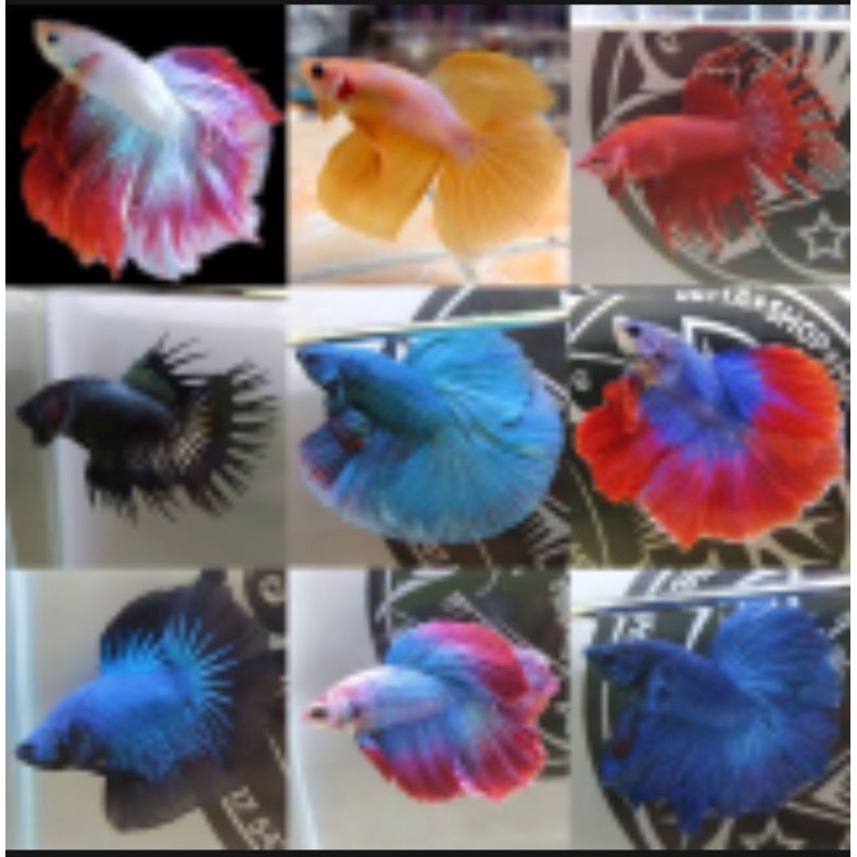 BETTA Đuôi Xòe Siêu Đẹp giao ngẫu nhiên-2Con trống tặng thức ăn