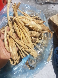 Củ Linh Chi Đá (Bạch Chỉ )Tam Đảo 1kg