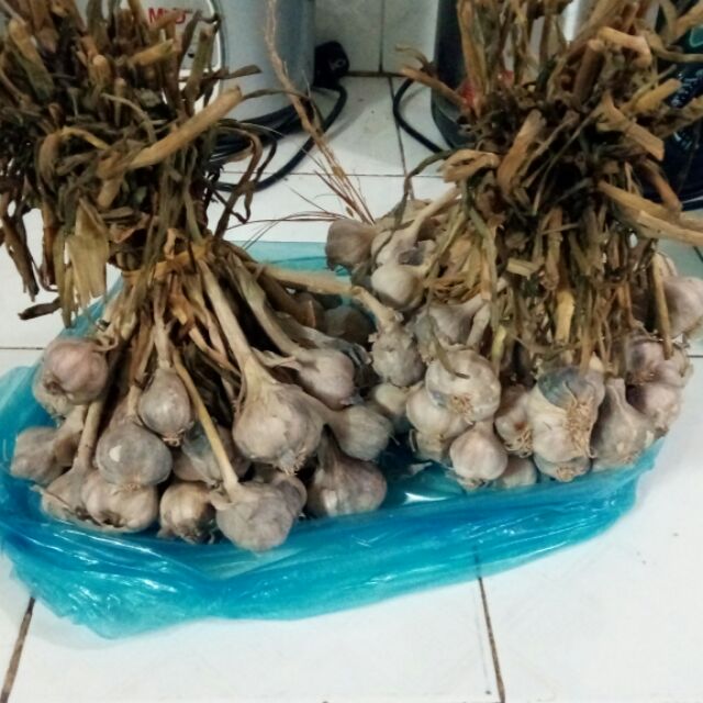 Tỏi ta