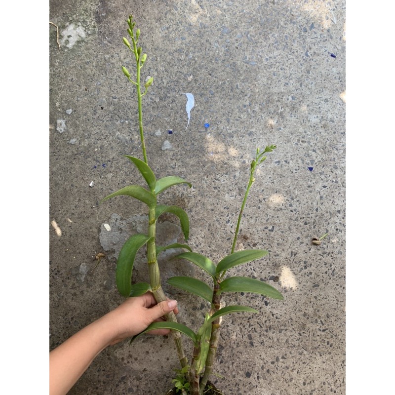 Lan Denro cây đag cho nụ, hoa