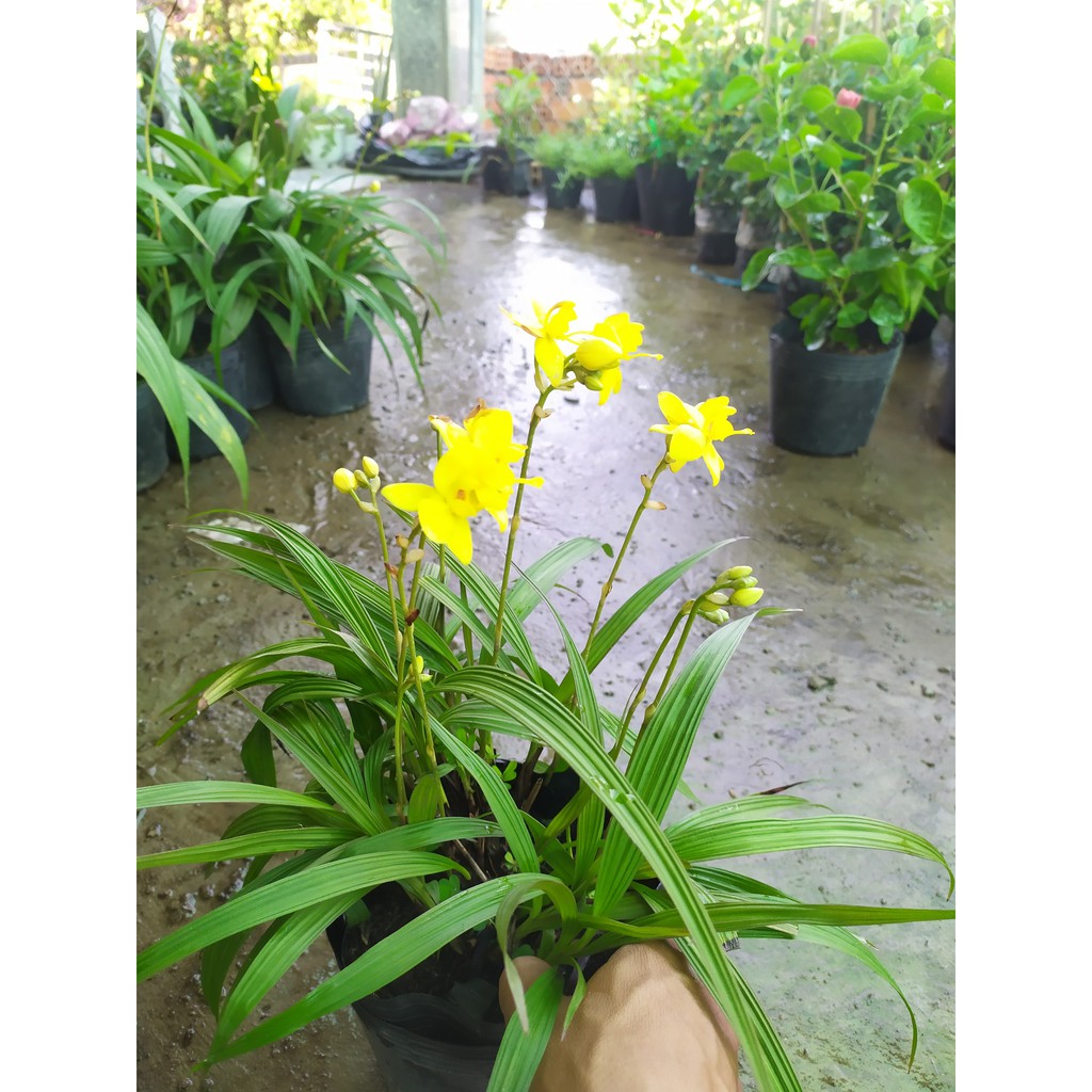 Lan Chu Đỉnh Mix Màu - Hoa Lan