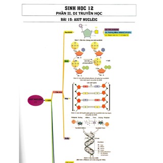 Sơ Đồ Tư Duy Sinh Học 11-12