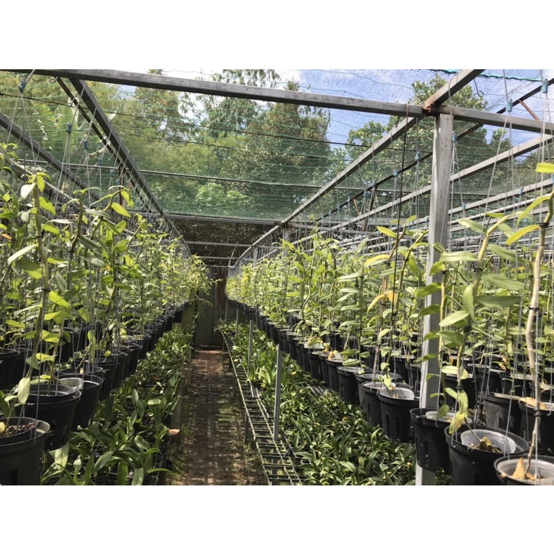 COMBO 10 Móc Kẽm 60 CM