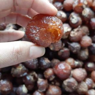 Quả bồ hòn/ bột bồ hòn