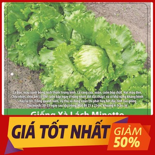 Hạt Giống Xà Lách Búp Minetto Chịu Nhiệt Năng Suất, Giòn, Ngọt 2gr