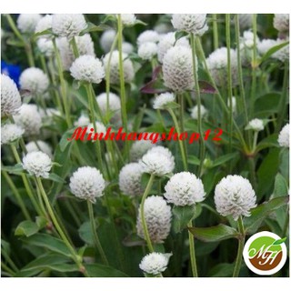 100 Hạt Giống hoa Bách Nhật Trắng