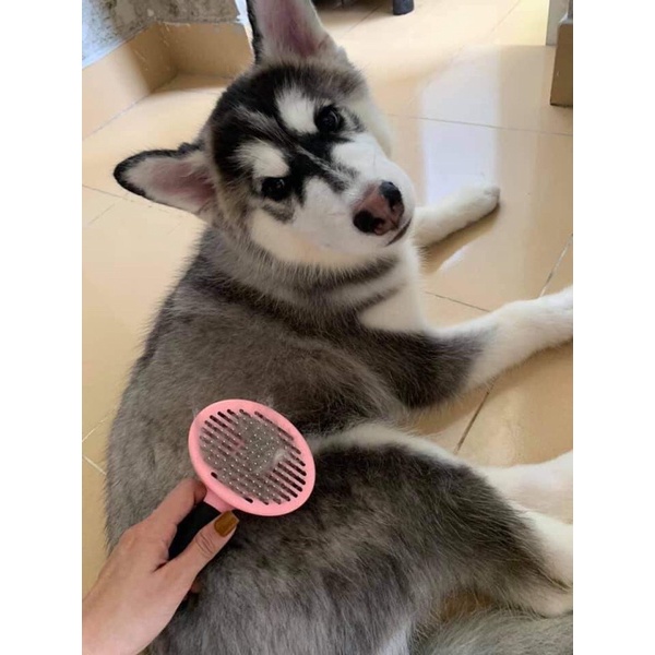 Bộ chăm sóc lông Grooming kéo lược kềm cho chó mèo