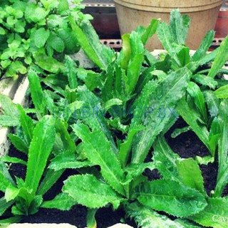 Hạt giống Rau Mùi Tàu ( Răng cưa )