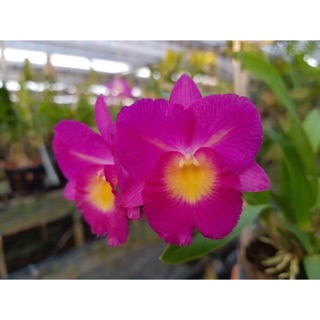 Hoa lan Whynot Tím - Vàng - Trắng