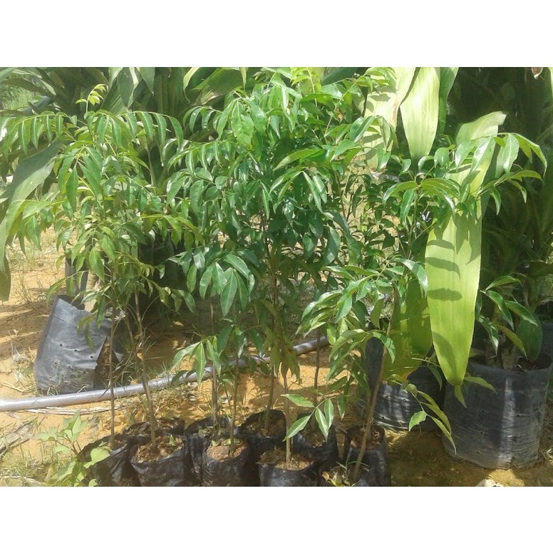 Cây Mắc Mật Giống  - Lá Làm Gia vị thịt nướng, quay