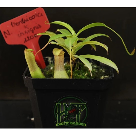 Cây Bắt Mồi-Cây Nắp Ấm-Nepenthes ventricosa x insignis tại HT Exotic Garden