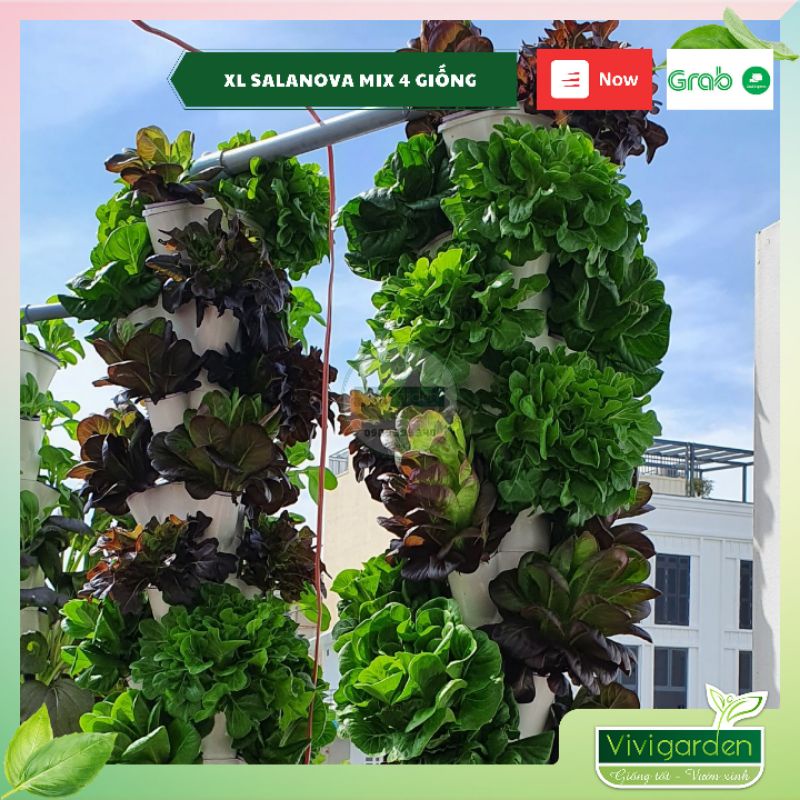 Combo 50 hạt giống xà lách bọc men cao cấp Salanova Johnny Seeds Mỹ siêu ngon giòn ngọt và đẹp