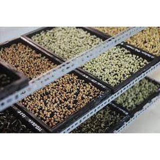 [ Bán chạy ] Hạt giống mầm cải - 50g (tặng kèm 20 hạt Cải Kale Khủng Long)
