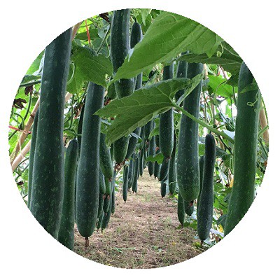 HẠT GIỐNG BÍ XANH SẶT