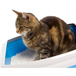 Cát Vệ Sinh Cho Mèo KitCat - 5L