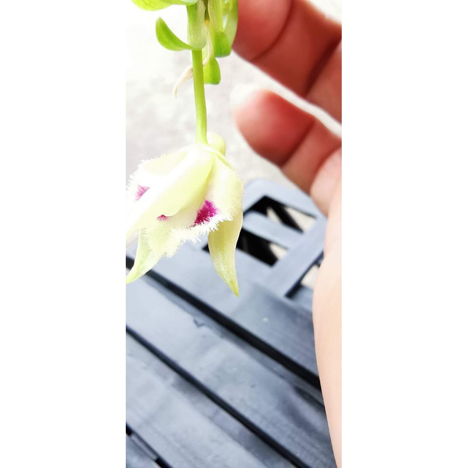 hoa lan đột biến 5 cánh trắng phú thọ đã có hoa bói PT002