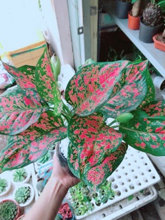 Chậu cây vạn lộc