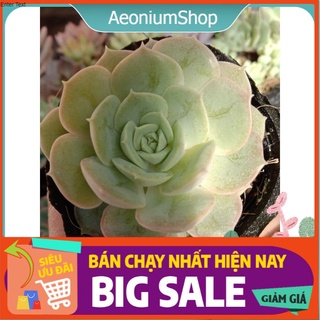 Sen Đá Ngọc Bích Size Trung, Xuất Xứ Đà Lạt, Lỗi 1 Đổi 1 💪 💪