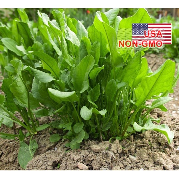 1Gr Hạt Giống Rau Chua Sorrel (A5.202| C25*X32)