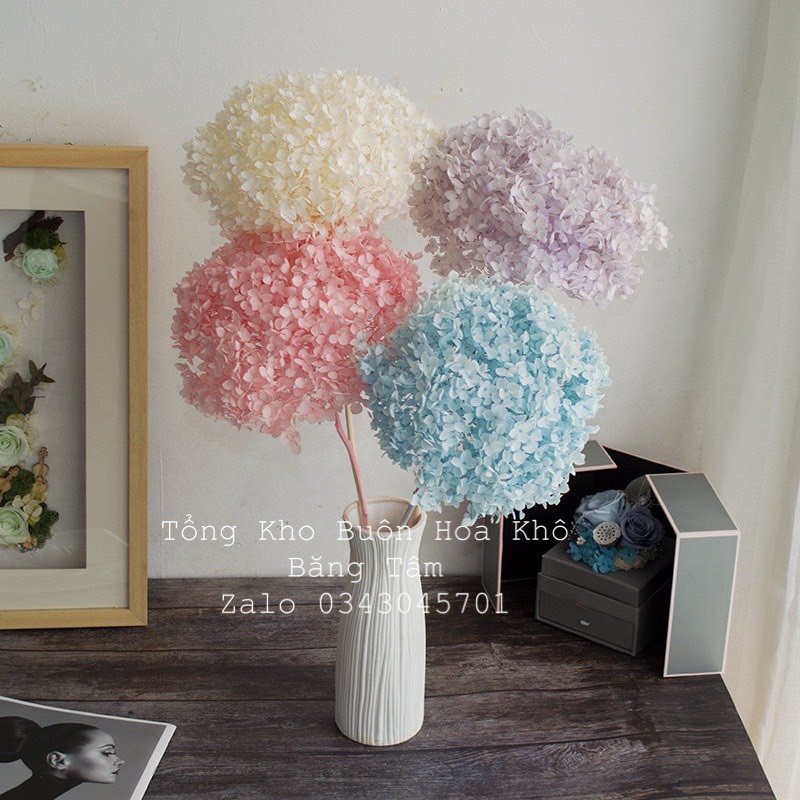HOA CẨM TÚ CẦU KHÔ, Hoa Trang Trí decor nhà cửa, phòng ngủ, Hoa cắm bình, HOAKHO_BANG_TAM