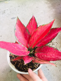 HỒNG PHÁT LỘC