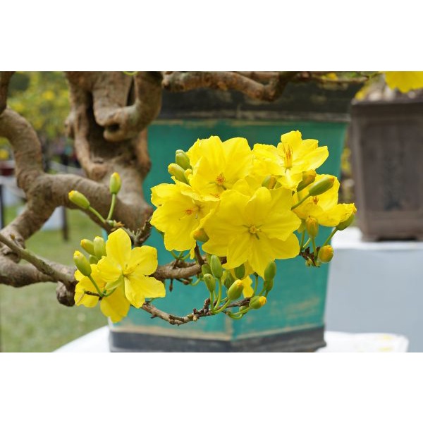 Phân Bón Làm Rụng Lá Mai, Kích Thích Nụ To, Hoa Nở Đồng Loạt Gói 180 Gram