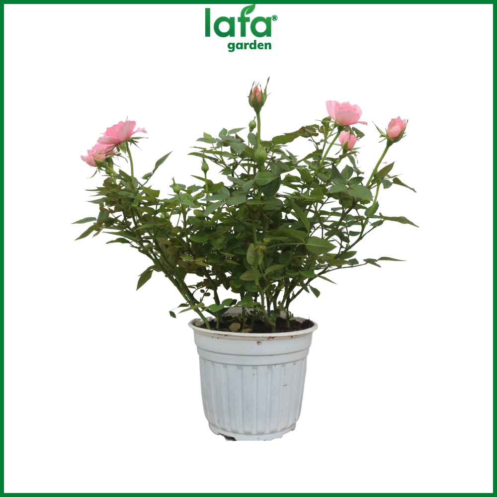 Hoa hồng siêu nụ màu hồng nhạt LAFA GARDEN - Quà tặng hoa kiểng