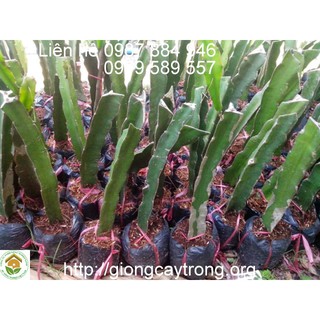 [GIỐNG CÂY F1] CÂY THANH LONG RUỘT ĐỎ