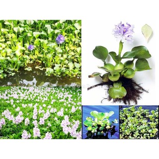 Cây Lục Bình,thủy sinh (bèo tây)giúp làm sạch nước,hồ cá.5 bụi 15k