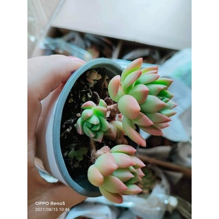 SEN ĐÁ THỤ MINI CHỈ 55K
