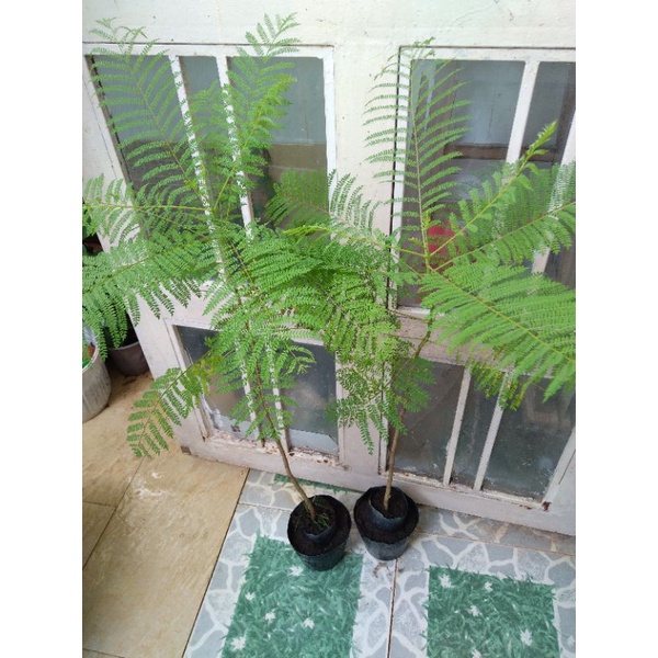 Combo 2 Cây phượng tím cao từ 45-70cm