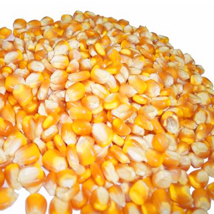 1KG Bắp Nổ - Mỹ