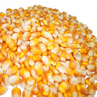 1KG BẮP NỔ - MỸ (DÙNG LÀM MÓN BẮP RANG BƠ)