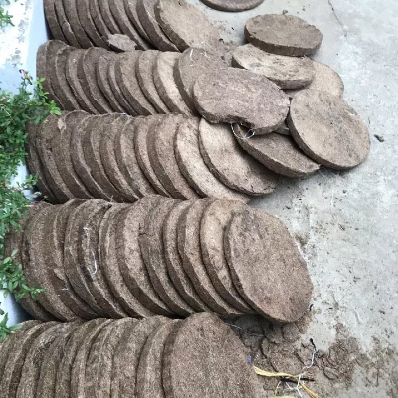 Bánh dầu lạc