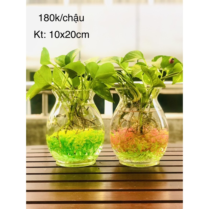 Chậu trầu bà thuỷ sinh kèm san hô lớn