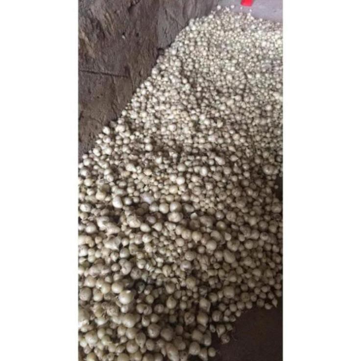 Củ nén 🧅Hành tăm GÓI 1KG Loại 1 đặc sản Nghệ An siêu sạch, thơm ngon | BigBuy360 - bigbuy360.vn