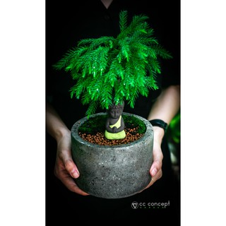 Chậu Xi Măng Đá Mài - Trụ Tròn