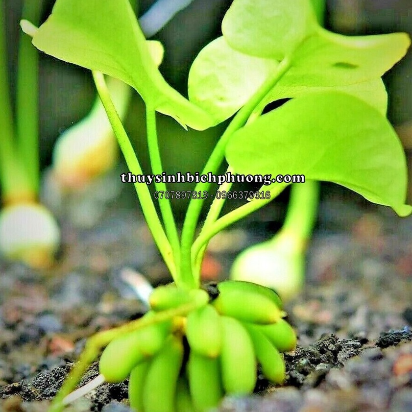 CÂY TRANG CHUỐI THUỶ SINH SIÊU CƯNG DỄ CHĂM SÓC TRONG HỒ THỦY SINH